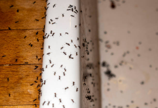 Best Termite Control Services  in Spring City, PA