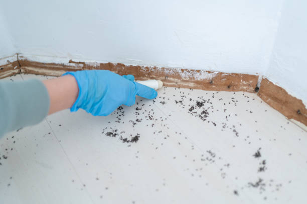 Best Pest Prevention Services  in Spring City, PA